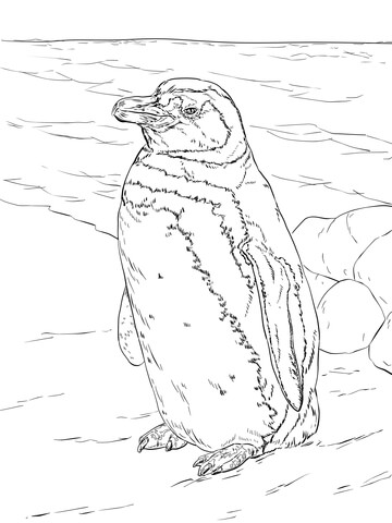 Realistic Magellanic Penguin Coloring Page